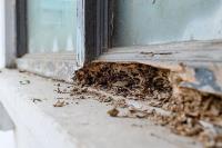 Residential Termite Inspection Company Katy TX image 1